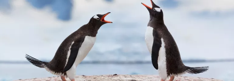 Two penguins facing each other with open beaks on a snowy landscape.